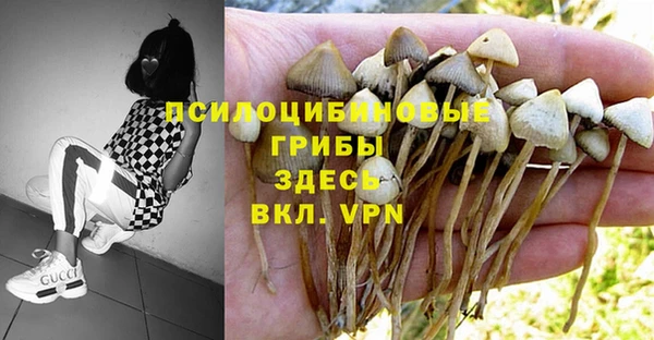 PSILOCYBIN Балахна